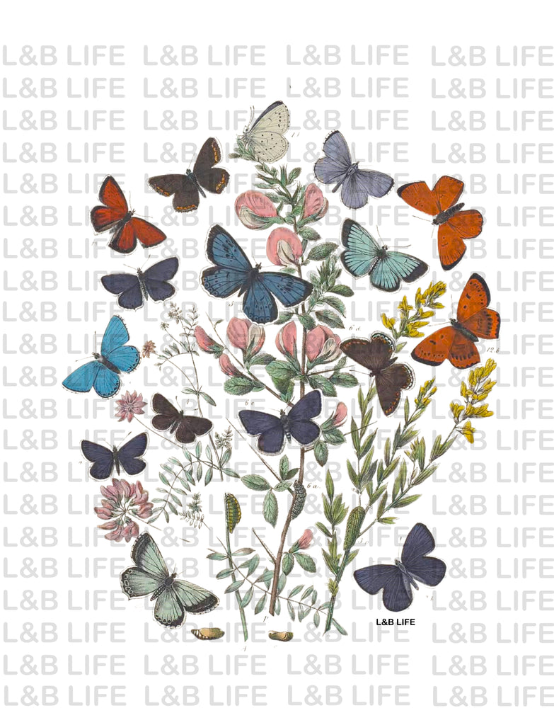 BUTTERFLY TREE